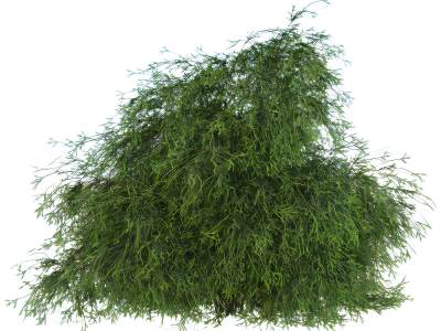 现代花草